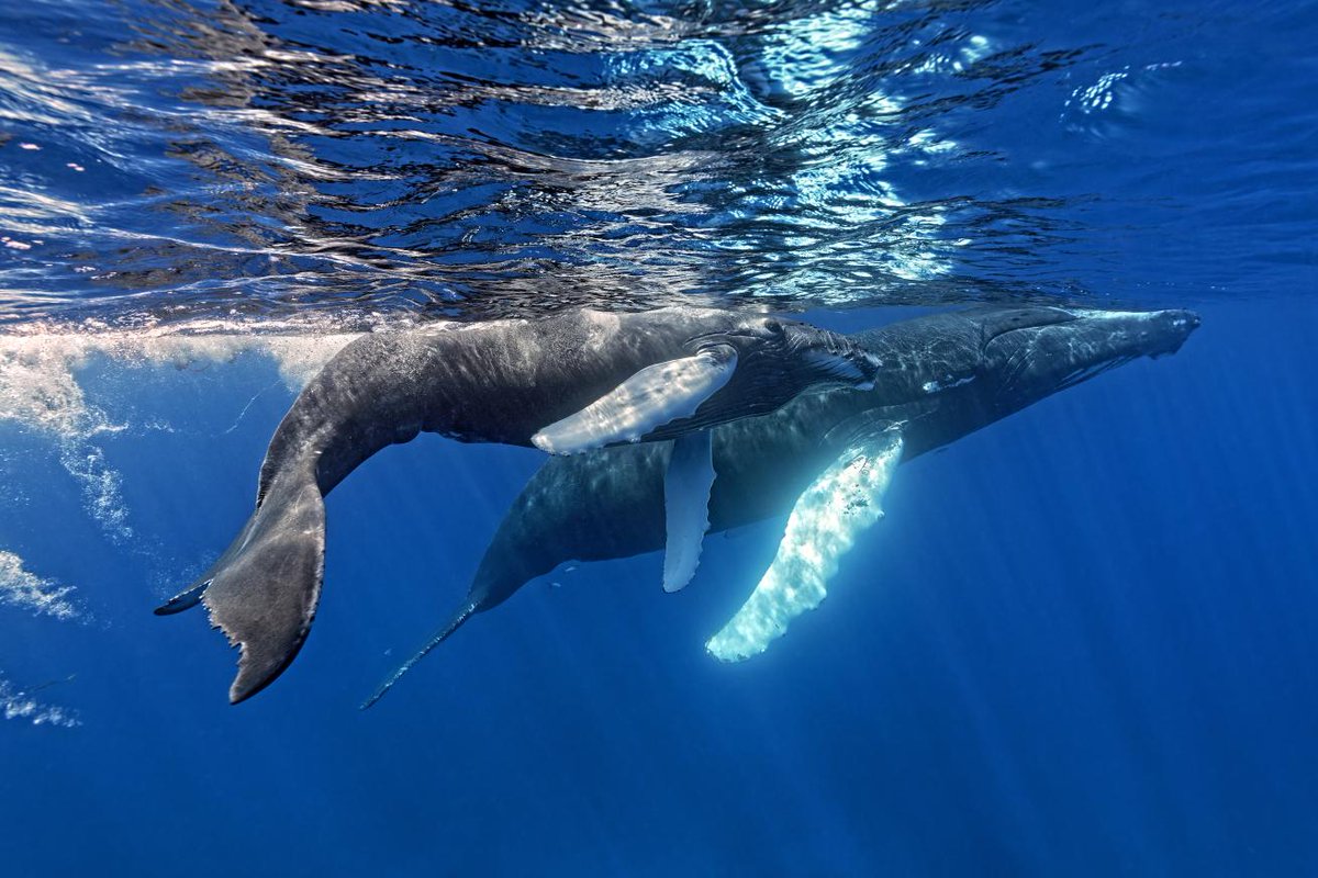 Scuba Diving Magazine (@scubadivingmag) on Twitter photo Every winter, thousands of humpbacks migrate to the warm waters of the Dominican Republic’s Silver Bank. If you're lucky, you might find yourself floating eye-to-eye with one! 🐋
Continue reading: padi.co/69fq793i
🖊️ <a href="/Alexandra_JFG/">Alexandra Gillespie</a>
📸 Scott Johnson Every winter, thousands of humpbacks migrate to the warm waters of the Dominican Republic’s Silver Bank. If you're lucky, you might find yourself floating eye-to-eye with one! 🐋
Continue reading: padi.co/69fq793i
🖊️ <a href="/Alexandra_JFG/">Alexandra Gillespie</a>
📸 Scott Johnson