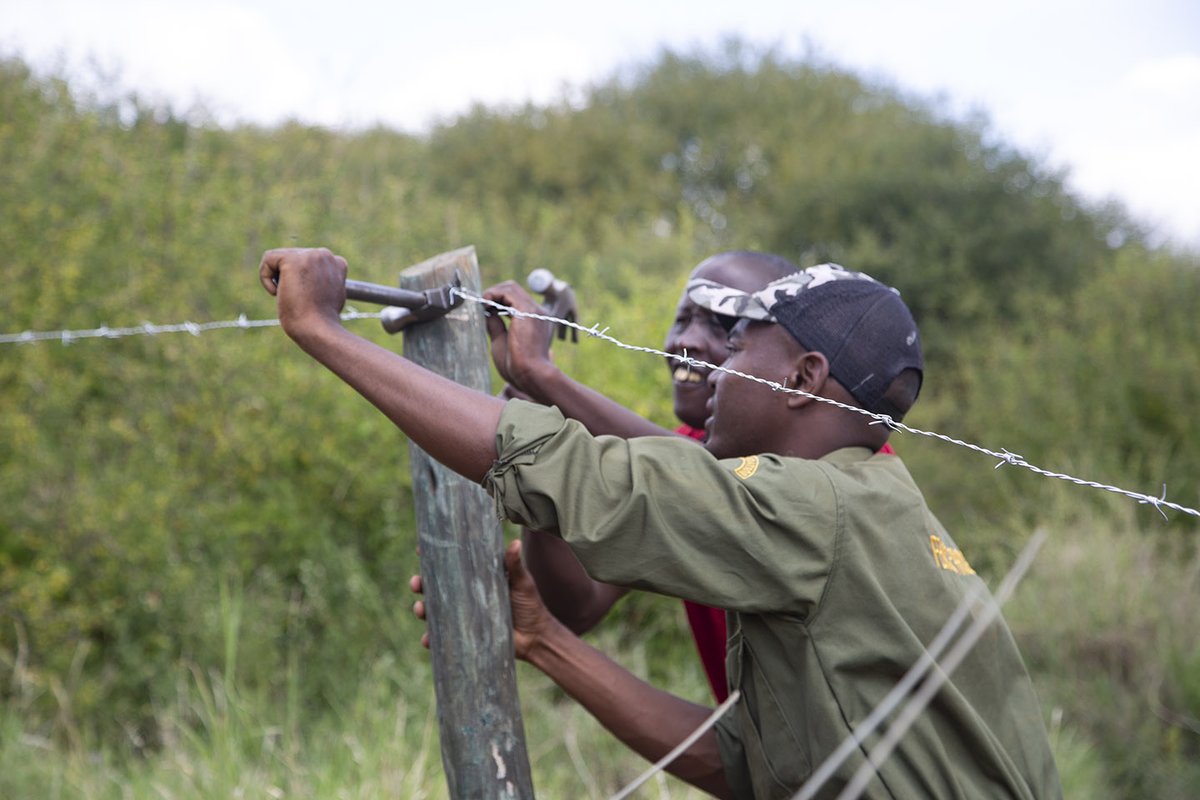 We’re testing deterrents to reduce fence-breaking, including WildAid’s "smelly elephant repellent"! This method has shown promise elsewhere, and we’re trialling four variations to see what works in Amboseli. Research = better solutions for coexistence!