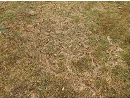 Voles: Nature’s tiny landscapers! These little creatures help aerate soil and support local wildlife. Their winter tunnels may leave tracks on your lawn, but there’s no lasting damage—just rake lightly, and it will bounce back! 🌱
#vole #localwildlife #lawncare