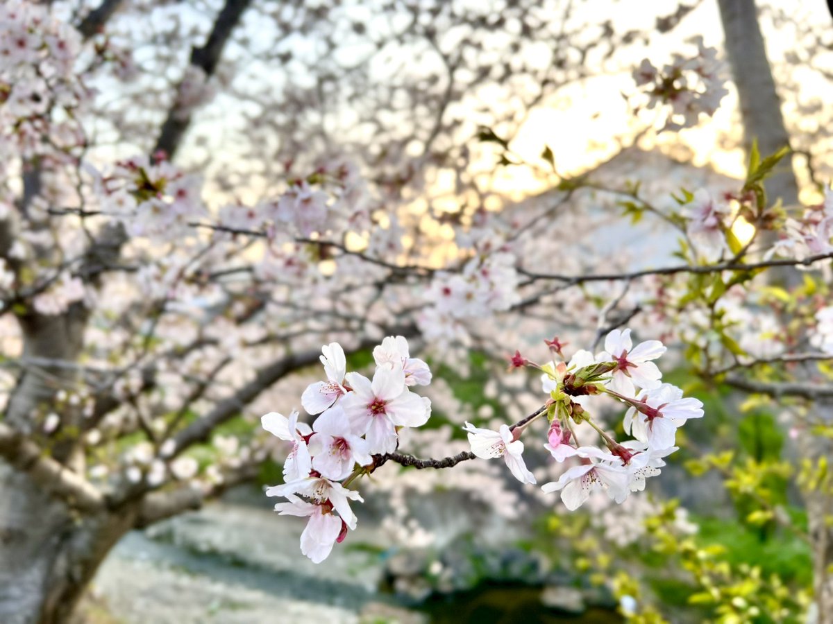 180_bb's tweet photo. 2025年も🌸と撮れました🫡

#桜スポット
#桜🌸
#和歌山 https://t.co/zZt1tKnIfs