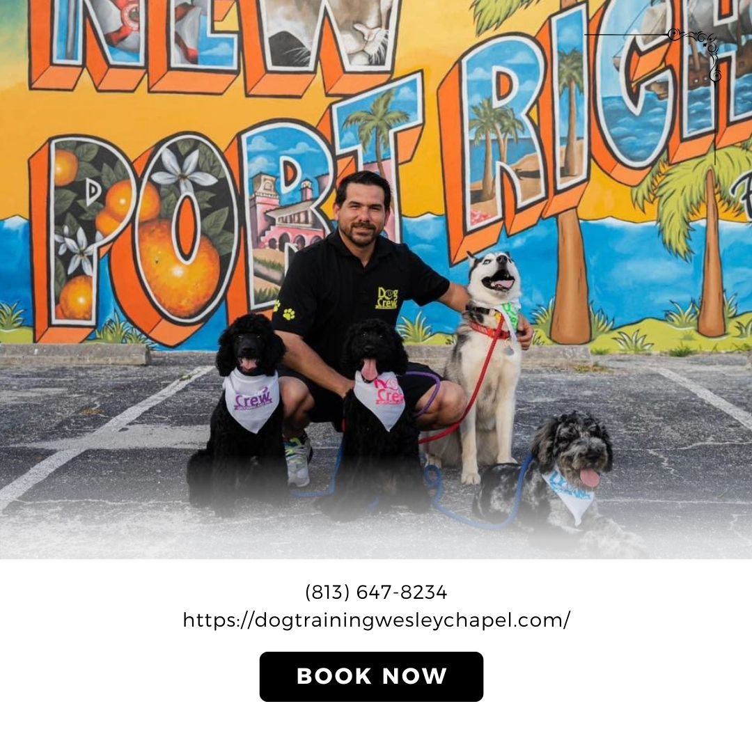Dogcrewllc's tweet photo. Elevate your dog's skills with our comprehensive dog training programs. From basic commands to advanced techniques, we support your pet's growth. Enroll now! #DogTraining #DogCrew
https://t.co/IvFlbzuYG1 https://t.co/UVSlBeHJ1H