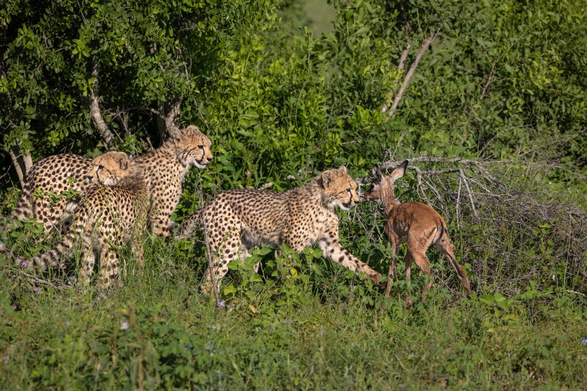 londolozi's tweet photo. A Phenomenal Morning With The Cheetah Family: https://t.co/YYFDR9iHMx
#londolozi #thelondolozieffect #relais #relaischateaux #wildlifeblog #luxurysafari #safari @relaischateaux โ #anoriginalway #cheetah #cheetahcubs https://t.co/2n4Gut6GOf
