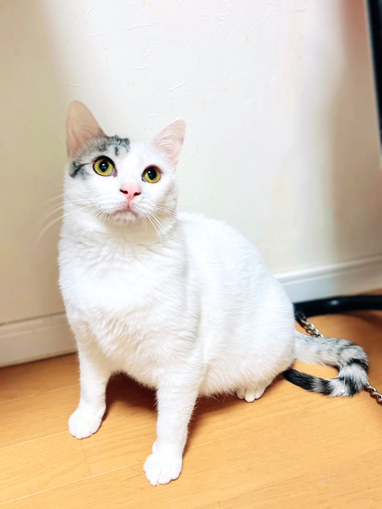 猫野四季＊ (@kgrmnk) / X
