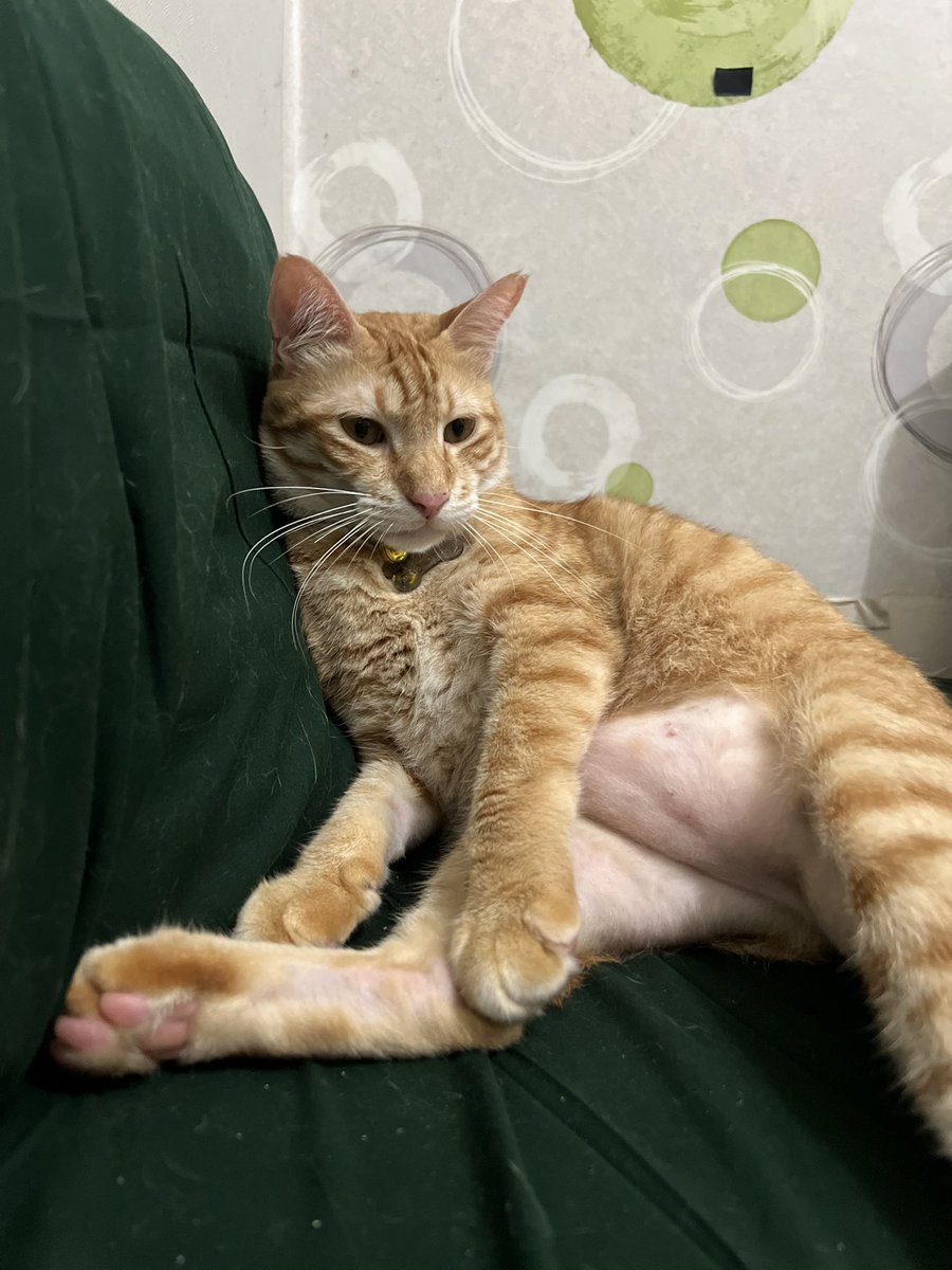 kaptenAmercia's tweet photo. Guys… Kucingku hilang…..di tempat penitipan kucing…??😭💔

Buat yang tinggal di sekitaran Cipete AKU MOHON kalau liat kucing oren gendut pake kalung dengan nama Cibul tolong bantu keep dan hubungi ke nomor yang tertera di kalung yaa🥺🥺🥺🥺😭😭😭😭😭😭😭😭 https://t.co/FEFEl9I764