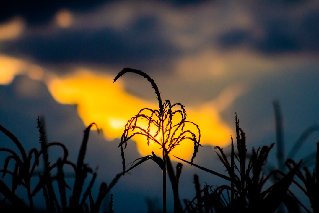 Fig. 1. Nube iridiscente.
Fig.2. Reflejo en el agua.
Fig.3. Luz artificial.
Fig. 4. Luz natural.