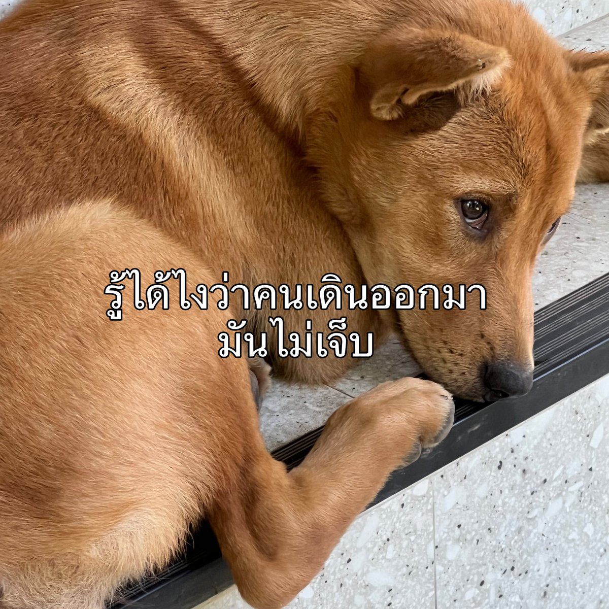 เศร้าซึม