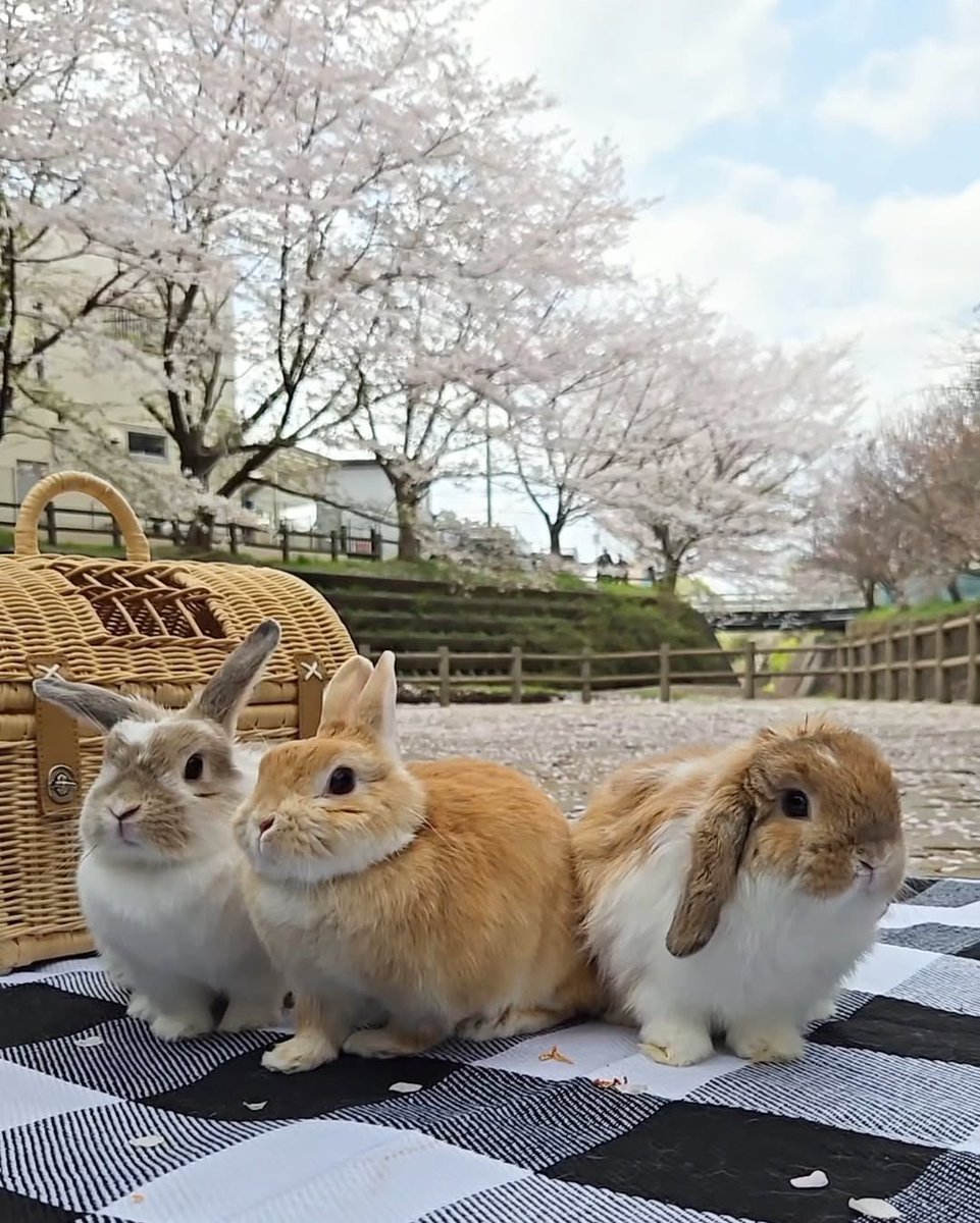 Bunnies's tweet photo. https://t.co/xlGfrOzpm5