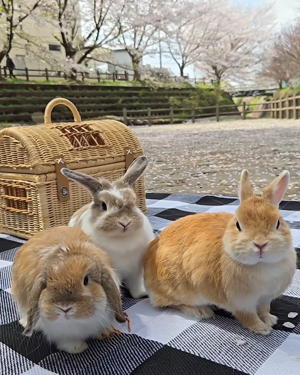 Bunnies's tweet photo. https://t.co/xlGfrOzpm5