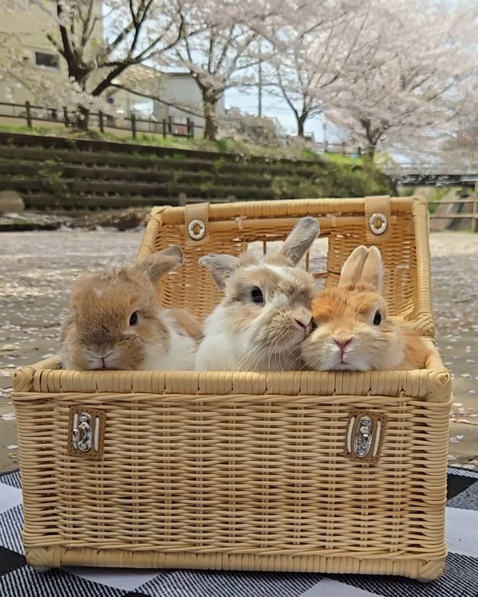 Bunnies's tweet photo. https://t.co/xlGfrOzpm5