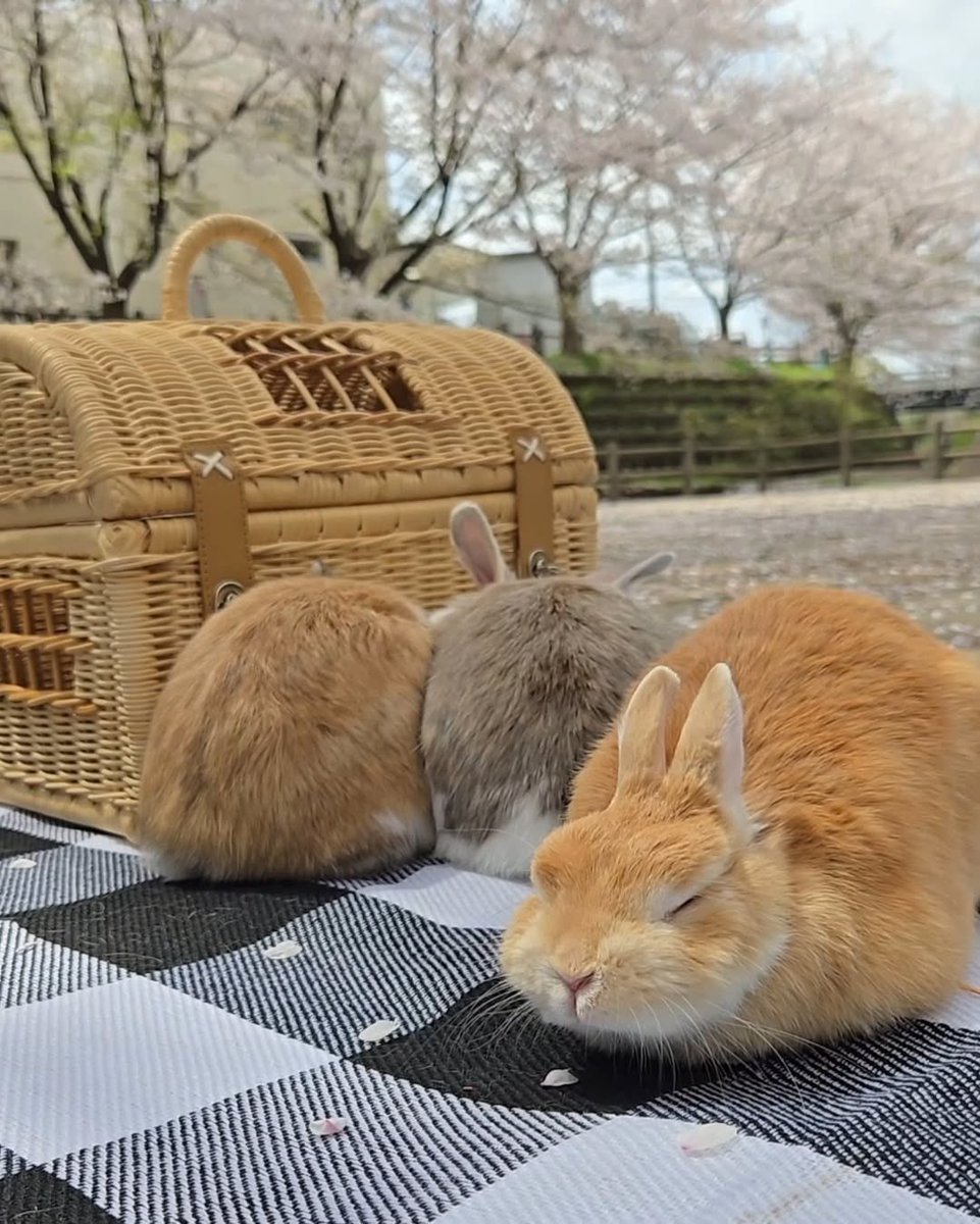 Bunnies's tweet photo. https://t.co/xlGfrOzpm5