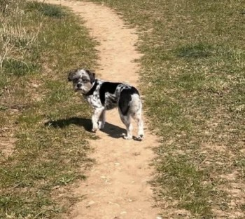 millypod1's tweet photo. 🆘8 APR 2025 #Lost PIPPA #ScanMe
OLDER Black &amp; White Terrier Cross Female
Westley Middle School #BuryStEdmunds #Suffolk #IP33
https://t.co/9zGsM2QI10 https://t.co/ECje2G0YZN