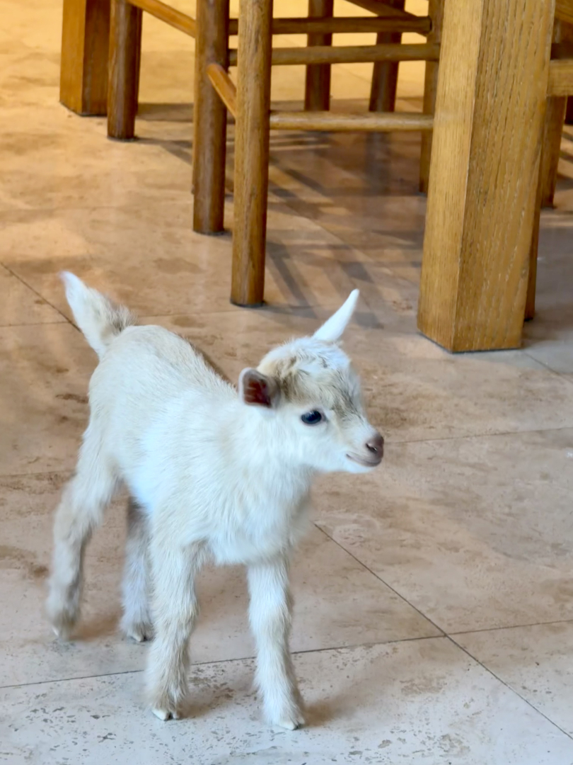LiamBroza's tweet photo. Do you need a #BabyGoat in your office?

Yes. https://t.co/6Rl729sWSN