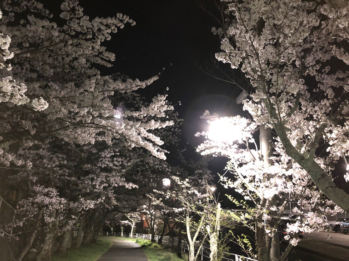 kazumin1719's tweet photo. 私の地元で有名な桜並木☺️
実家から徒歩で10分程の場所だから毎年見に行くんだけど…
今年はちょっとバタバタしてて夜桜並木で🌠
亡くなった母が毎年この桜を見て…
来年も見れるように頑張って生きるぞー‼
…と、言っていた事を思い出して、、、
ちょっとウルっとした…
深夜4時の私🤣
#桜並木
#桜 https://t.co/3Qo07s3ZVK