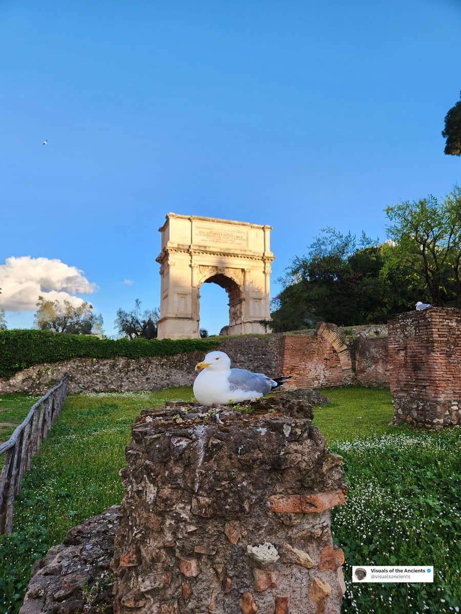 visualsancients's tweet photo. Last week, I shared a 🧵 of 📸 of cats in Italy. This time, seagulls take over!

📸 by me. 

# 1. In the Roman Forum with the Arch of Titus in the background. https://t.co/yNONLEyEBj