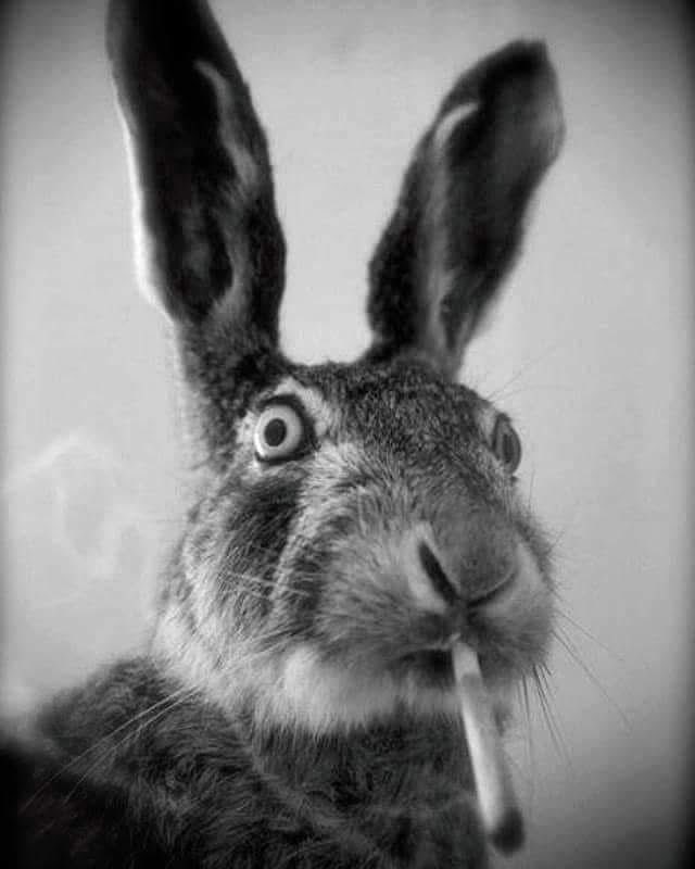 Norbert Drescher tweet media