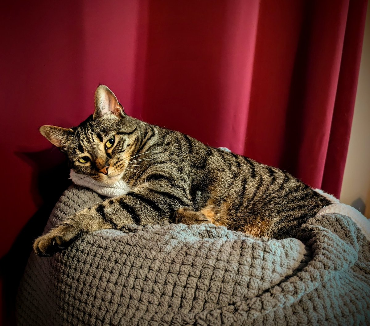 Just solo wrestled a king sized mattress into the back of the truck so I could dispose of it. The cat just laid there judging and not helping... lazy ass cat.