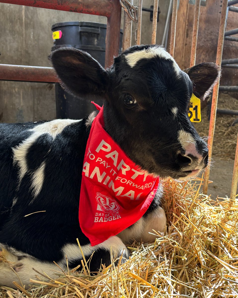 HOLY COW, DAY OF THE BADGER HAS BEGUN! 🎉
This party goes until Wednesday, April 9 at 5 pm
Badgers, join the party here ⬇️ 
dayofthebadger.org/wisalumni25
