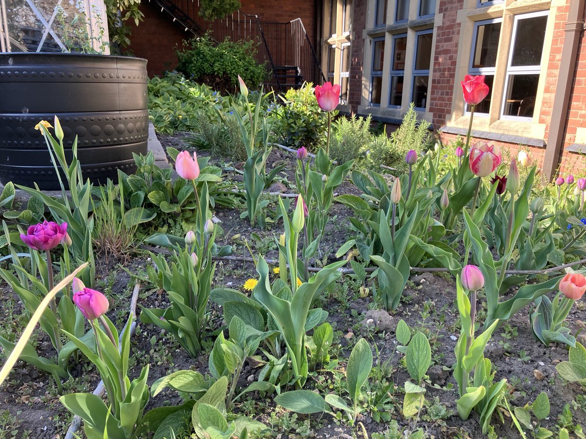Fiona Miles (@lborohshead) on Twitter photo Our school Gardening Club is not here to see the fruits of their labours over the break but the bulbs they have planted this spring are certainly bringing me joy <a href="/LboroHigh/">Loughborough High School</a> Our school Gardening Club is not here to see the fruits of their labours over the break but the bulbs they have planted this spring are certainly bringing me joy <a href="/LboroHigh/">Loughborough High School</a>