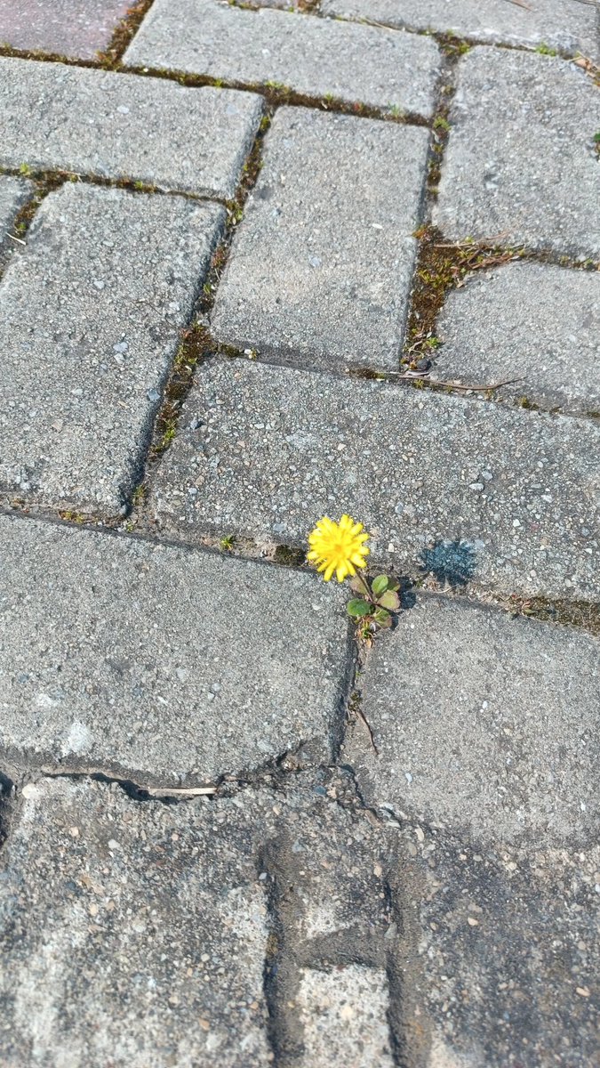 Yonal49's tweet photo. " Yok sayıldığın yerde,
Var olmaya çalışmışsın." https://t.co/icnh6zMVMI