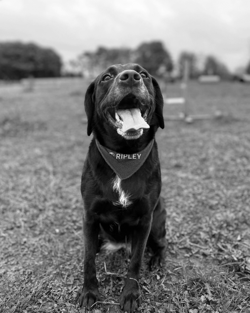 RipleyTools's tweet photo. Happy #NationalPetDay from all of us at Ripley Tools 🐾

Whether they're furry, feathered, or scaly, share your favorite photo of them in the comments! Bonus points if they love #Ripley as much as Maya does 💙 https://t.co/twTBmkPLMq