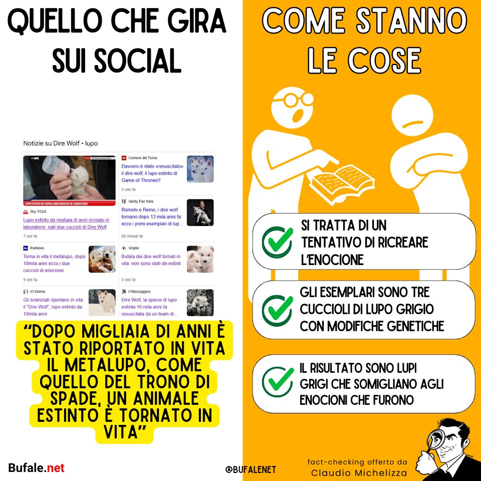 filogicoX's tweet photo. Hanno davvero clonato il #metalupo del #TronodiSpade ricreando una specie estinta? No: ma abbiamo tre cuccioli di #lupogrigio che somigliano all'#Enocione che fu
Per dettagli: https://t.co/4lElwXhnIi https://t.co/IfZDiWxzcp
