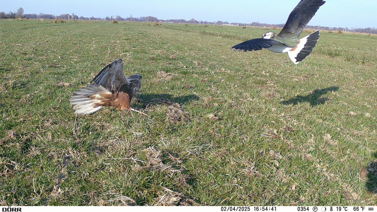 schoppenhorsto2's tweet photo. #Rohrweihe frisst Gelege von #Kiebitz und lässt sich dabei durch die mutig ankämpfenden #Wiesenvögel zwar beeindrucken, aber nicht davon abbringen. Jedes Jahr erwischen diese Greife im Bremer #Blockland nur ungefähr 5 % aller Bruten ... später allerdings dann auch viele 🐤🐥🐤. https://t.co/ghRKC6rUTH