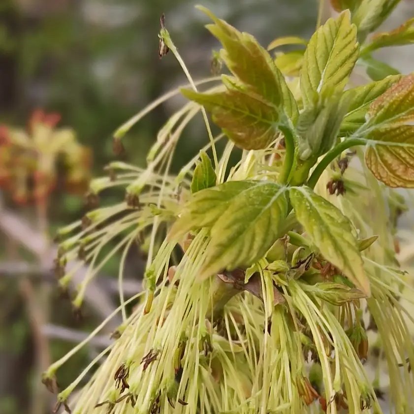 Green Whiskers, when nature goes full fluffy on <a href="/stackdotso/">Stack</a>

stack.so/p/7Zu7b

#photography #nature #art