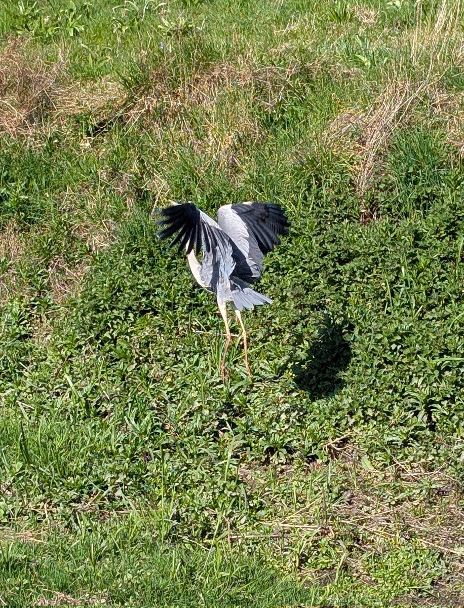 An afternoon stroll in a nearby park reveals an unexpected treat. A heron!