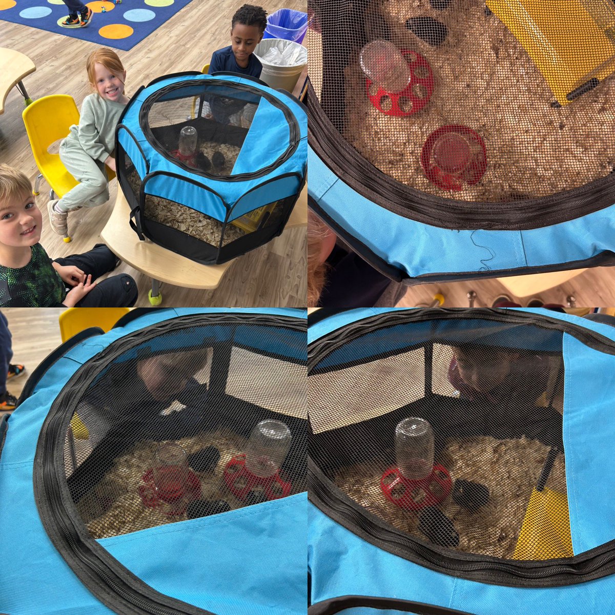 Mrs. Howard tweet media