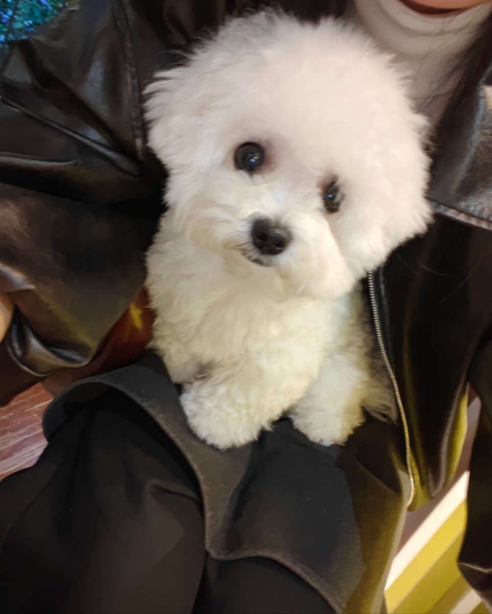 wwinterki's tweet photo. 简直萌物 https://t.co/UMSpWPk4hO
