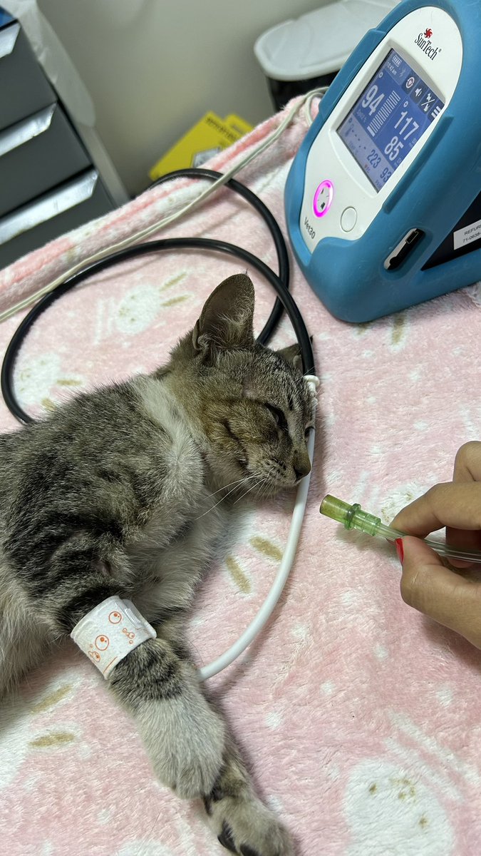 ‼️🚨 necesitamos ayuda para salvar a esta hermosa gatita #rescatada 🚨‼️<a href="/defensanimalpy/">Dirección Nacional de Defensa Animal</a> <a href="/hector_rubin/">Hector Luis Rubin</a> 😓 porfavor! <a href="/Divincia_/">Divincia</a>