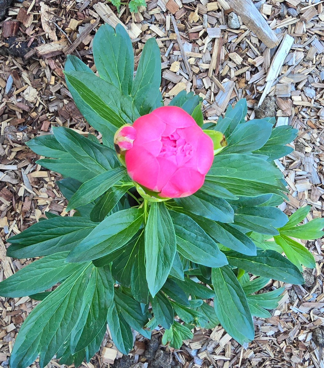 MomOfPearl13's tweet photo. This peony popped open yesterday. It's going to be glorious in full bloom.
#plantyourflowers #playinthedirt https://t.co/MKSCi4xILm