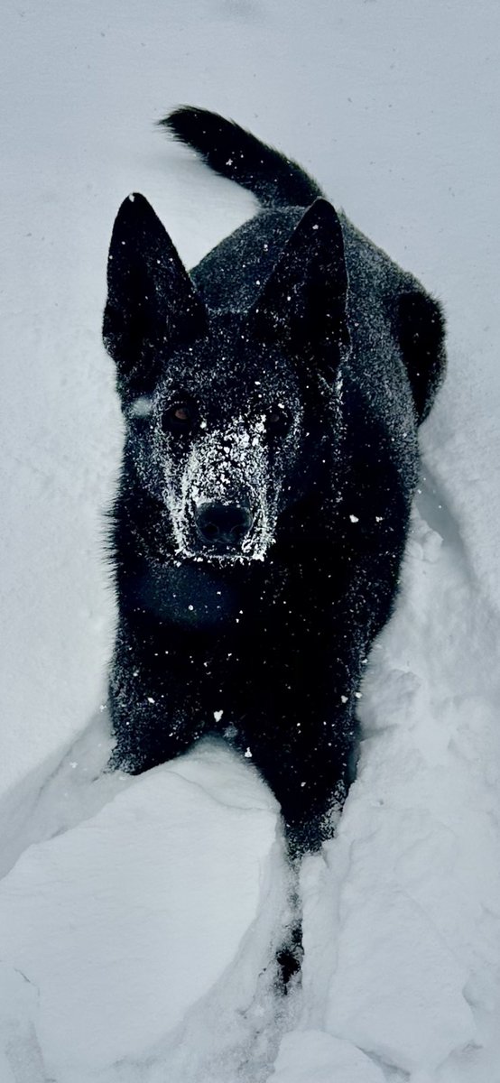 McalpineWfg's tweet photo. April snow ❄️ ⛄️ 🐺 https://t.co/J2TpbetkfF