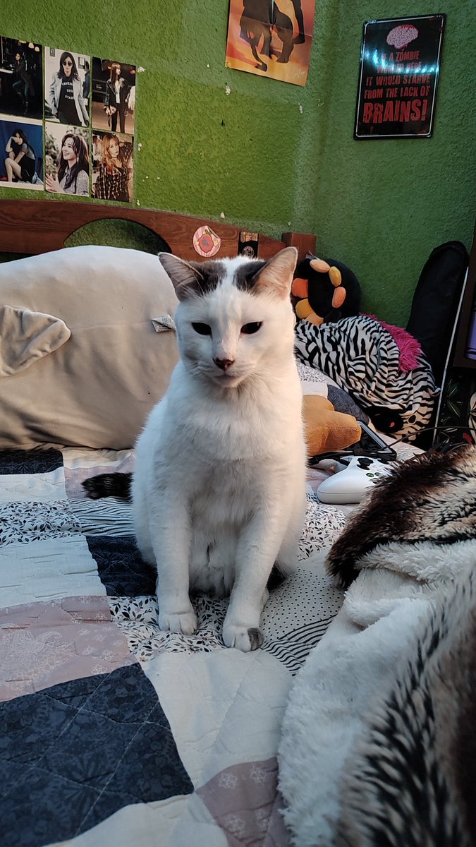 N_ezzia's tweet photo. @wtfguada_ Mi gato se llama Antonio xd https://t.co/jPHxsa2XtR