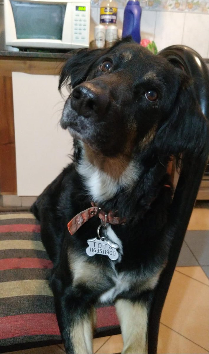 fercapasso's tweet photo. @DiloConPerritos Llego a casa con menos de 30 días de vida. No quería comer. Pensé que se moría.  Hoy inunda mi vida de amor y mimos https://t.co/ZMjbGOAeKS
