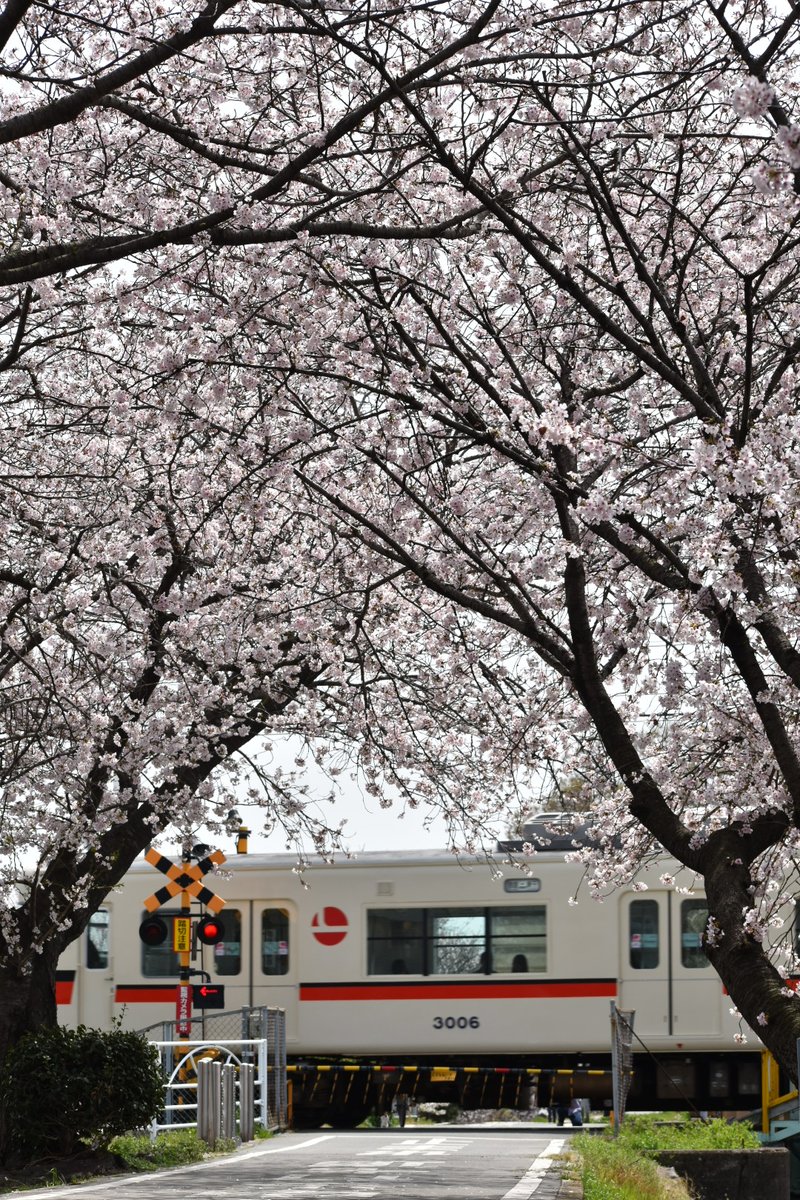 sanyo_3030's tweet photo. 桜×山陽電車
#桜　#山陽電車　#夢前川　#3006f #旧シンボルマーク https://t.co/Naqvjzwm7k