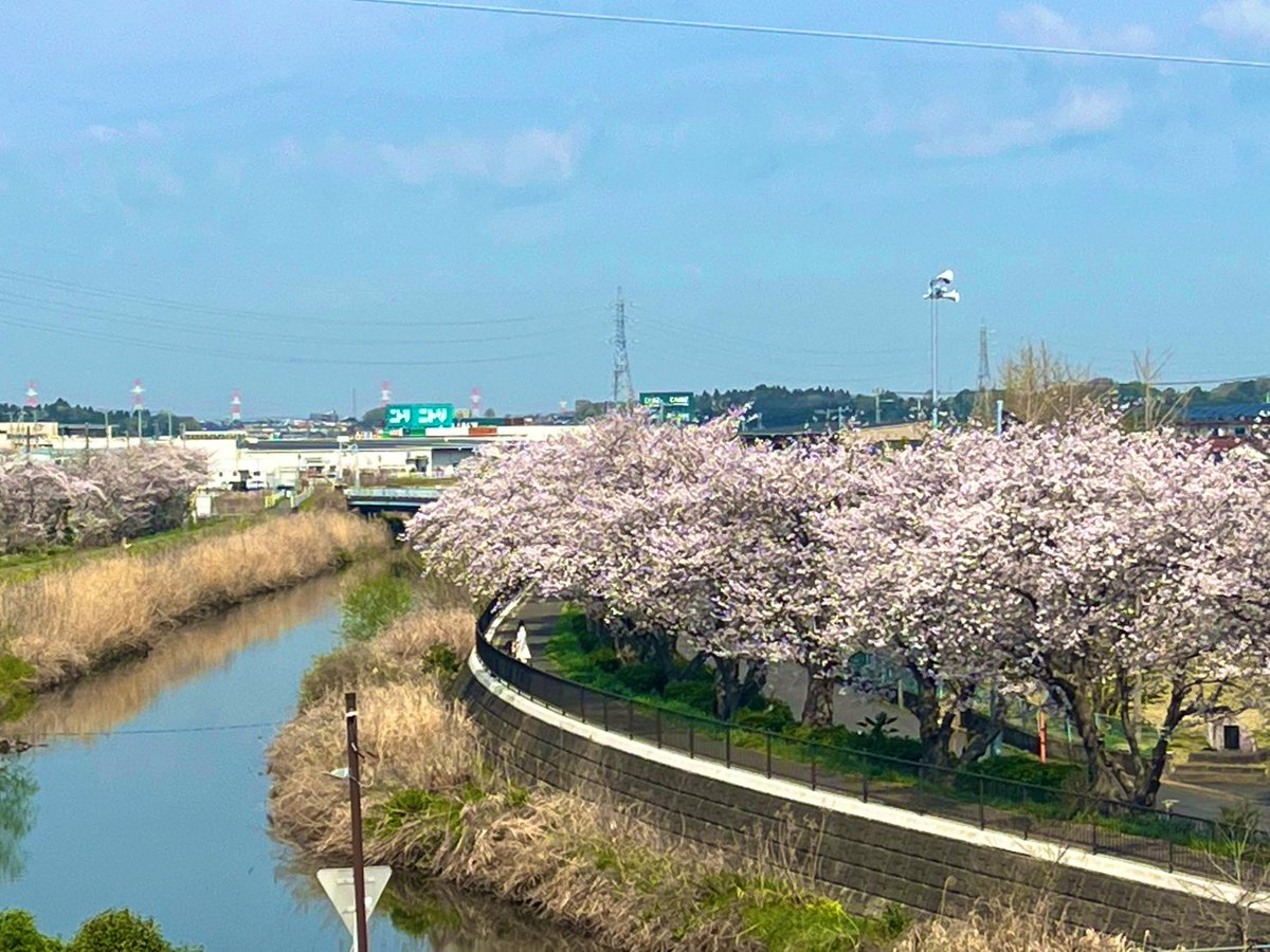 千葉県佐倉市高崎川沿い桜並木🌸なかなかスカッと晴れないので空を青くしてみました😆