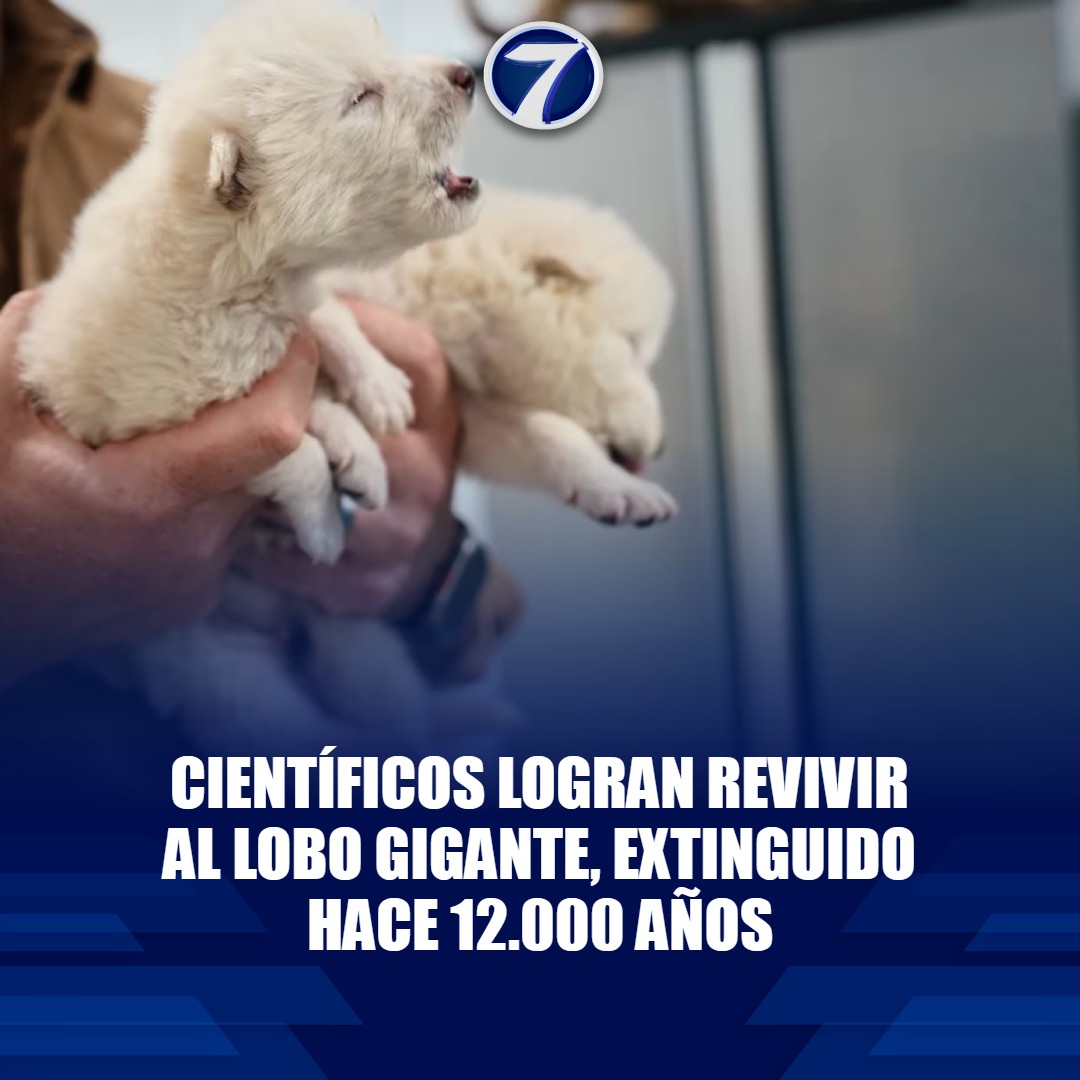 Noti7Guatemala's tweet photo. 🐺😨 El #lobo gigante regresa: Científicos lo #reviven después de 12.000 años ➡ https://t.co/pFtfgyaQ72 https://t.co/ixPs20i3Xk