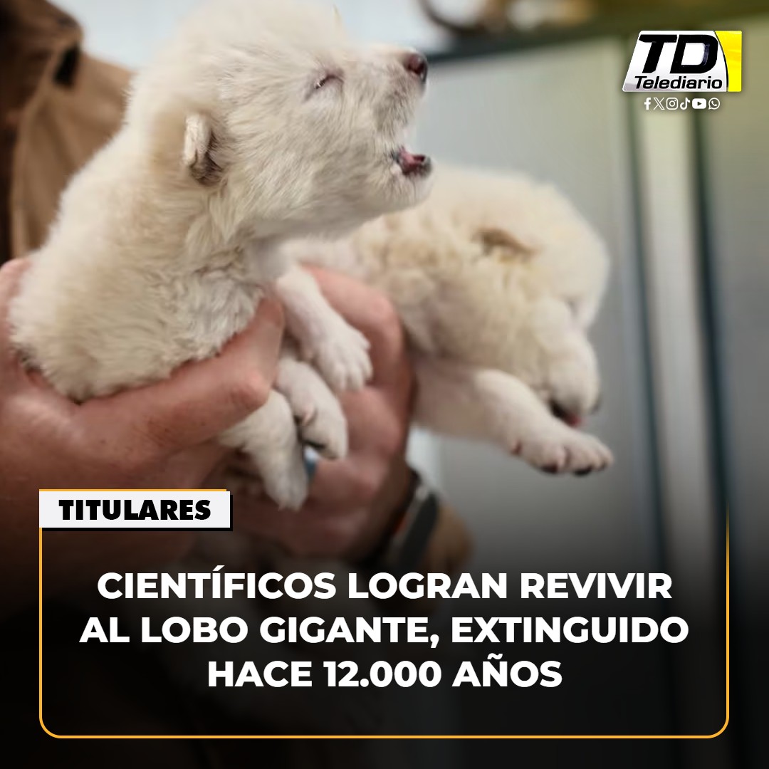 TelediarioGT's tweet photo. 🐺😨 El #lobo gigante regresa: Científicos lo #reviven después de 12.000 años ➡ https://t.co/Gk3JOo8Hlf https://t.co/UFwKTsoHqV