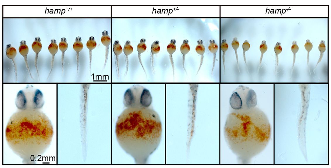 Deletion of hepcidin disrupts iron homeostasis and hematopoiesis in zebrafish embryogenesis

Read this Research Article by Wenyi Yang, Mingjian Peng, Liangbiao Chen and colleagues from Shanghai Ocean University: journals.biologists.com/dev/article/15…