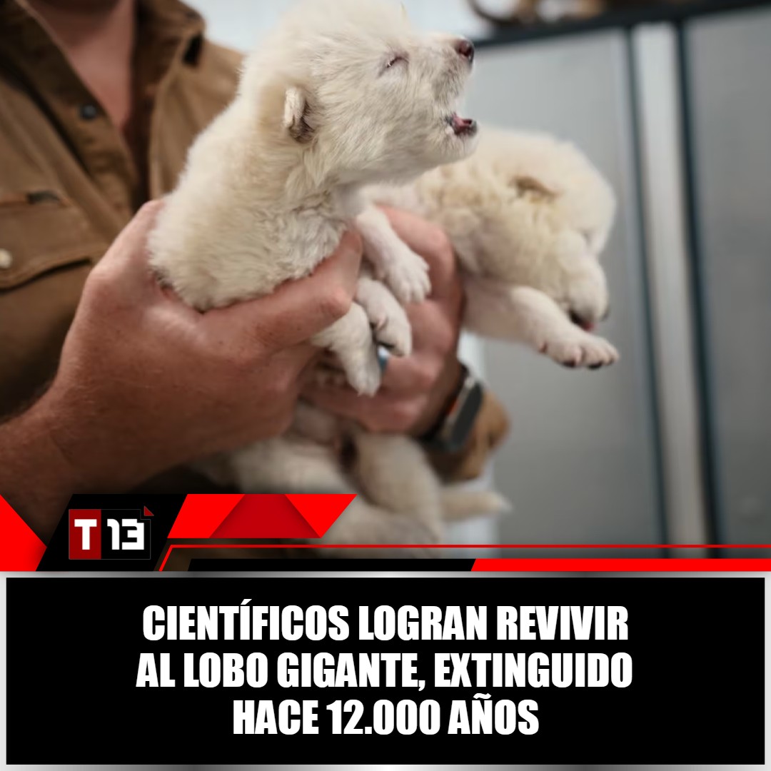T13Noticias's tweet photo. 🐺😨 El #lobo gigante regresa: Científicos lo #reviven después de 12.000 años ➡ https://t.co/lCarljN8Q2 https://t.co/q5eVI3BznI