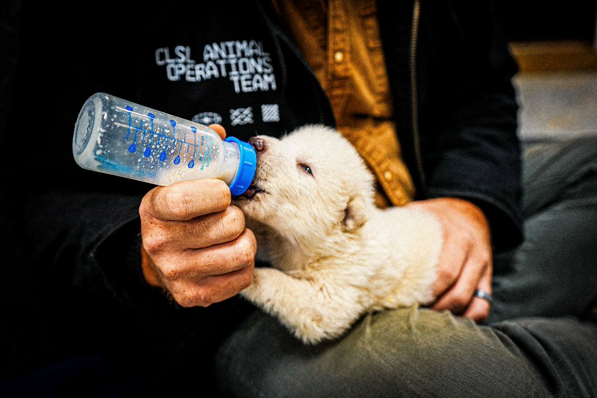 AristeguiOnline's tweet photo. #PorSiTeLoPerdiste | ¿Estamos ante el regreso del lobo terrible? La empresa Colossal Biosciences consiguió dar vida a Rómulo y Remo, símbolo de la Casa Stark en ‘Juego de Tronos’ 

Aquí los detalles 👉 https://t.co/4Pg3bfSQxs
📸 Reuters https://t.co/CzikyIb8Oy