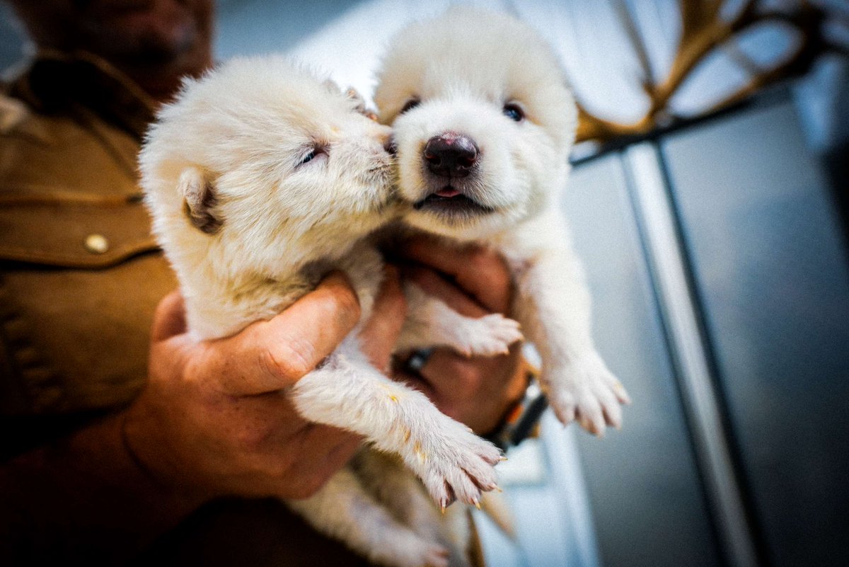 AristeguiOnline's tweet photo. #PorSiTeLoPerdiste | ¿Estamos ante el regreso del lobo terrible? La empresa Colossal Biosciences consiguió dar vida a Rómulo y Remo, símbolo de la Casa Stark en ‘Juego de Tronos’ 

Aquí los detalles 👉 https://t.co/4Pg3bfSQxs
📸 Reuters https://t.co/CzikyIb8Oy