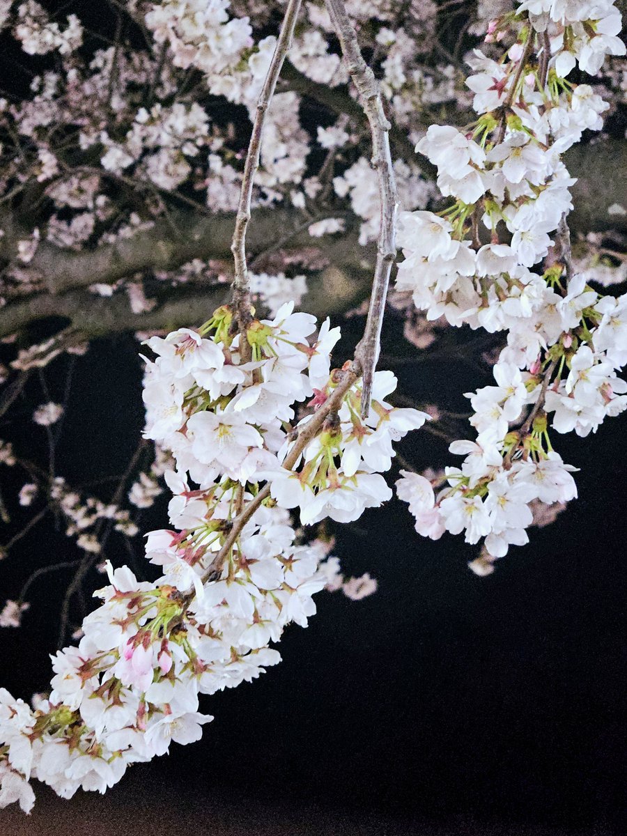 오늘 꽃보고옴