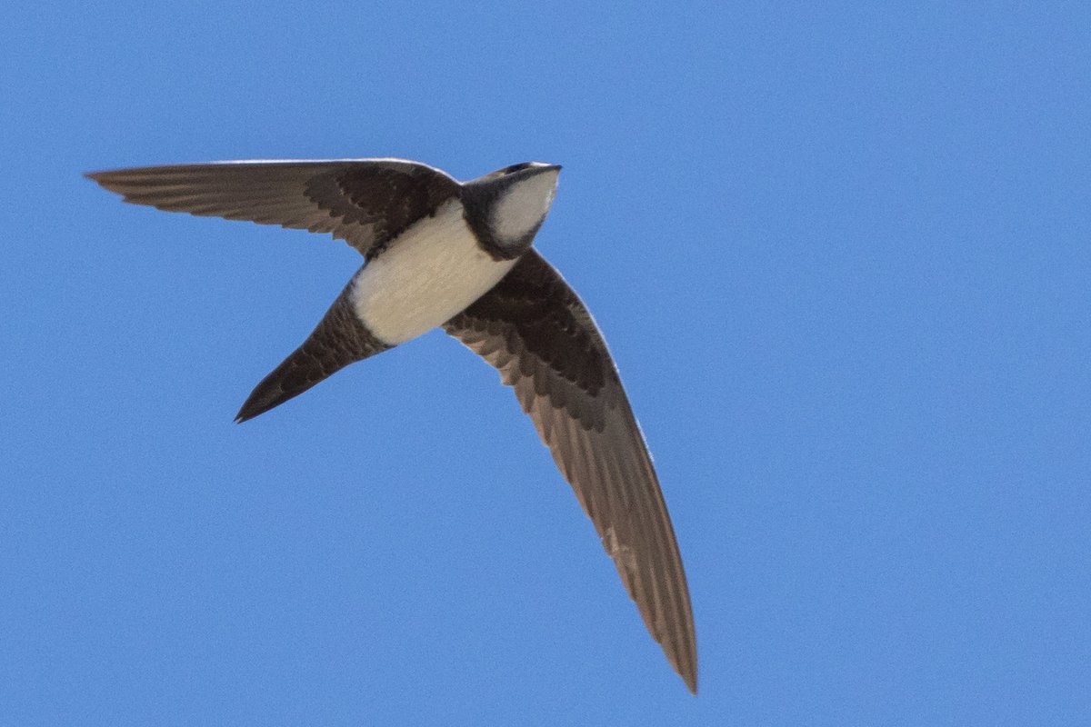 AlpineSwift in Croatia, by the bridge connecting the island of Krk to the mainland