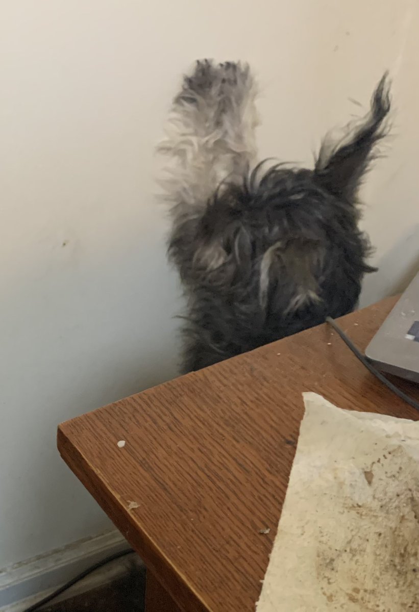 MOM, I know you’re working but I want to go out and play!!! 🤭🤭 Yes, I try to climb the wall 🤣🤣
Happy Tuesday ☺️🐾💕🤗 #dogsoftwitter #schnauzergang