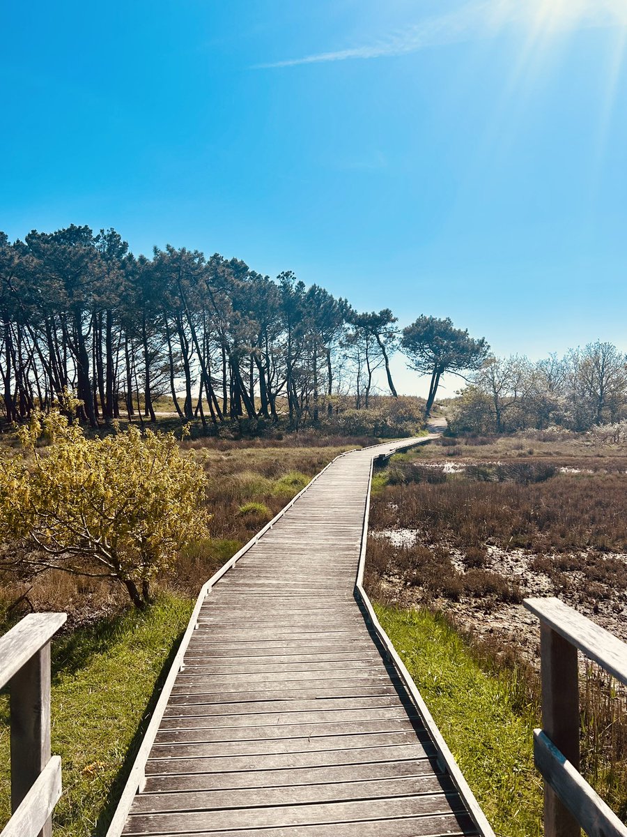 LederoutC's tweet photo. Entre Mousterlin et Beg Meil, aujourd’hui 8 avril 2025. Le paradis coloré … 
#bretagne
#Finistère
#BZH https://t.co/cLwaUAmq4h
