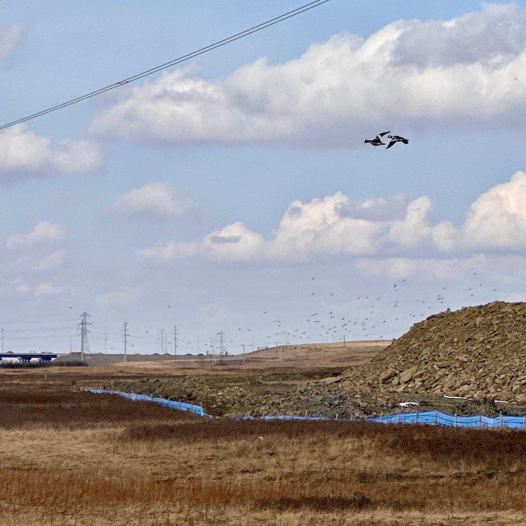 savenosecreek's tweet photo. An interesting photo of migrating Buffleheads. They are on their way back, but the Nose Creek Valley looks a lot different to them from when they left. Navigating the stripping and grading work in the valley. #SaveNoseCreek #SNCbirds #yyc #yycbirds #Buffleheads #birds #Migration https://t.co/vJaMiyPnwk