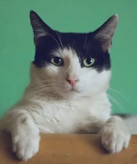 ₍^. .^₎⟆ (@haniecookies) on Twitter photo 