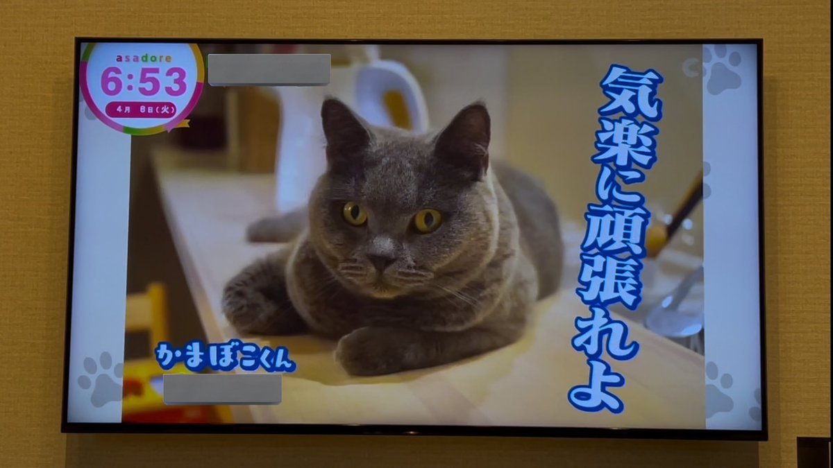 BritishKAMABOKO's tweet photo. ㊗️ついに地上波デビュー🎉🎉🎉

本当に一瞬ですが、かまぼこくんがテレビに出ました✨👏

#中京テレビ
#あさドレ
#ブリティッシュショートヘア https://t.co/rPog0TMqWA